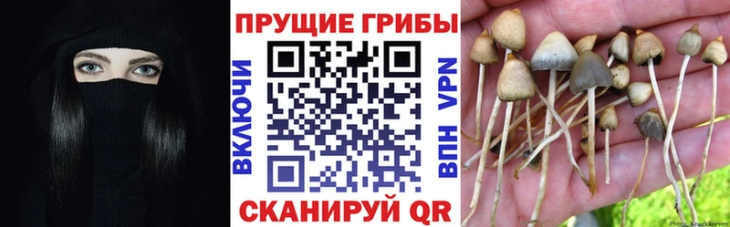 нарко площадка клад  Нарьян-Мар  Псилоцибиновые грибы GOLDEN TEACHER 